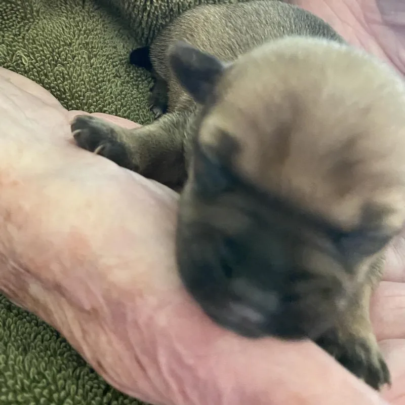 Bruiser C thumbnail 3
