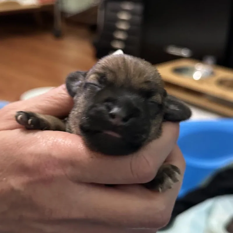 Bruiser C thumbnail 6