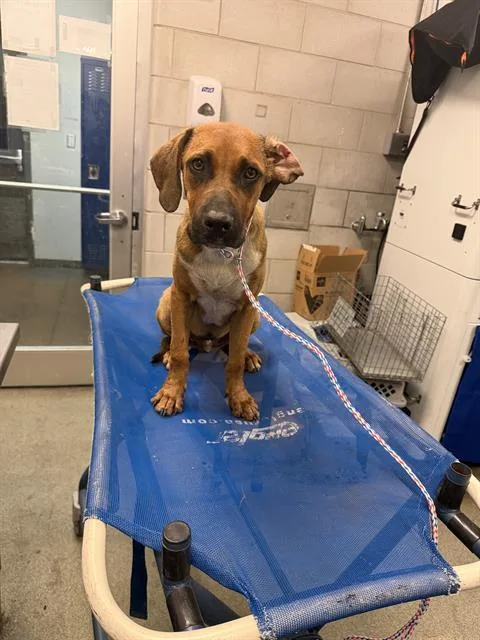 A baby large-sized male Mixed Breed dog named Kerry for adoption in Dallas, TX