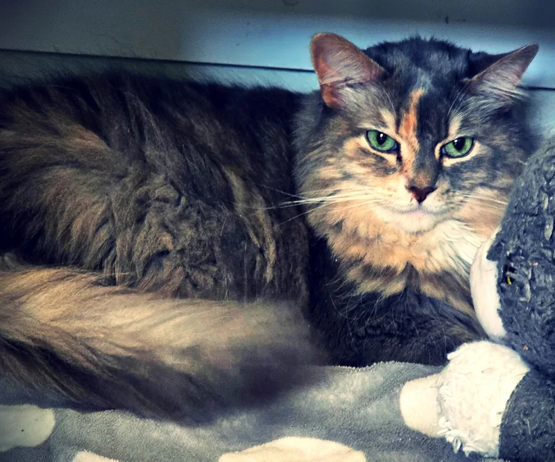 Mable: Snuggle Bug! thumbnail 2