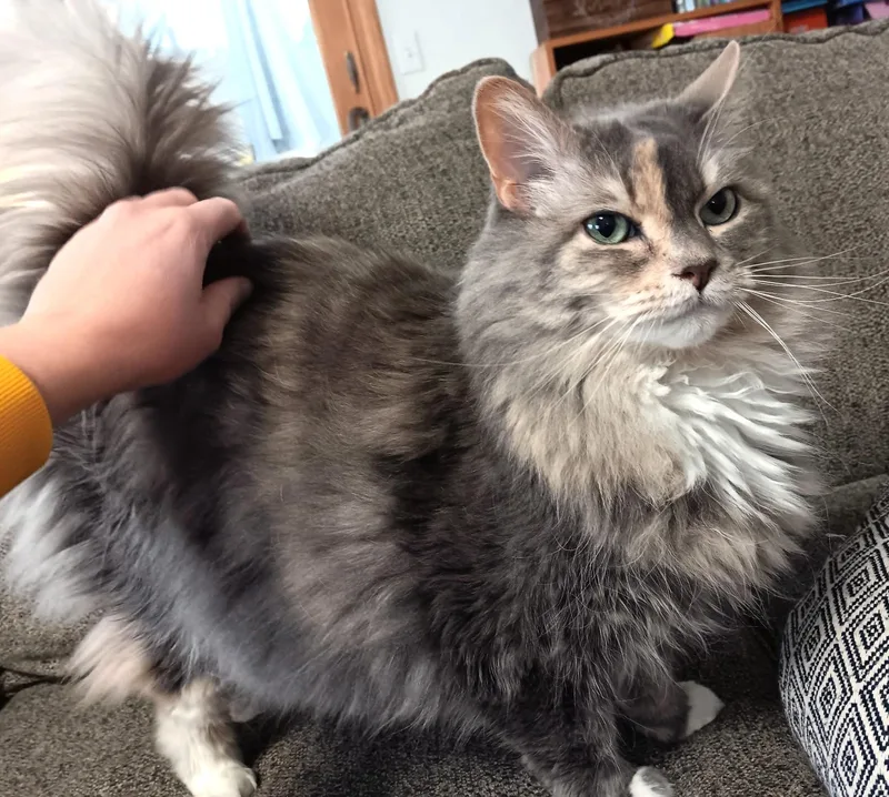 An adult large-sized female Dilute Tortoiseshell Maine Coon cat named Mable: Snuggle Bug! for adoption in Newport, WA