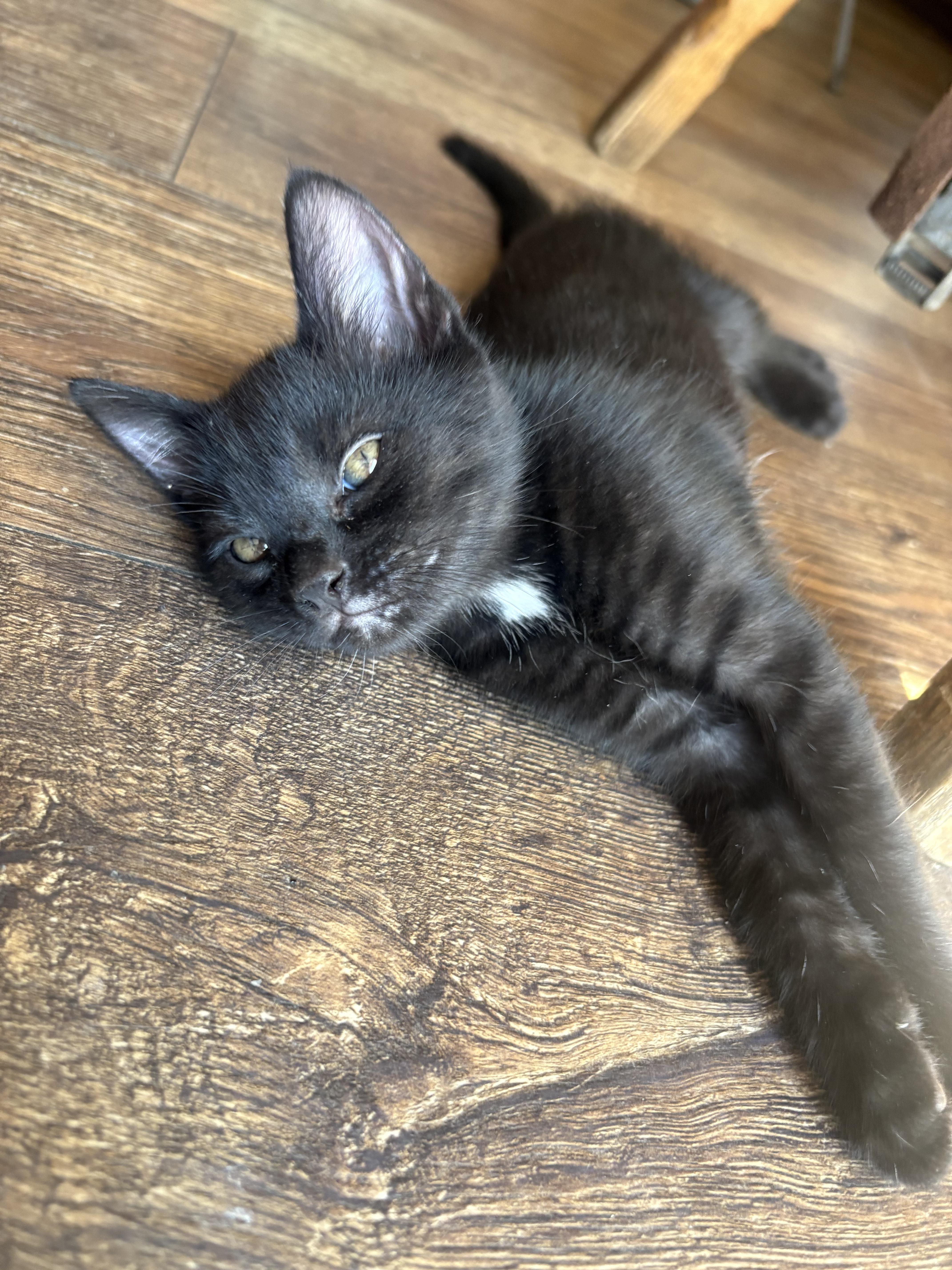 A baby medium-sized female Black Domestic Medium Hair cat named Little oreo for adoption in Sonora, CA