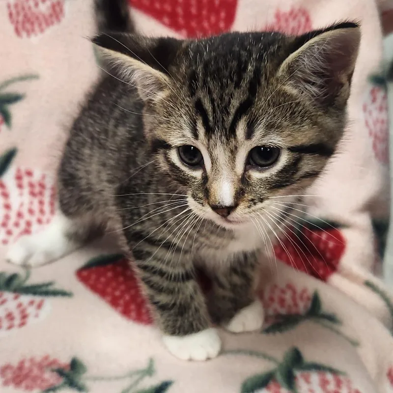 A baby small-sized male Brown / Chocolate Domestic Short Hair cat named Twix for adoption in Brighton, MO