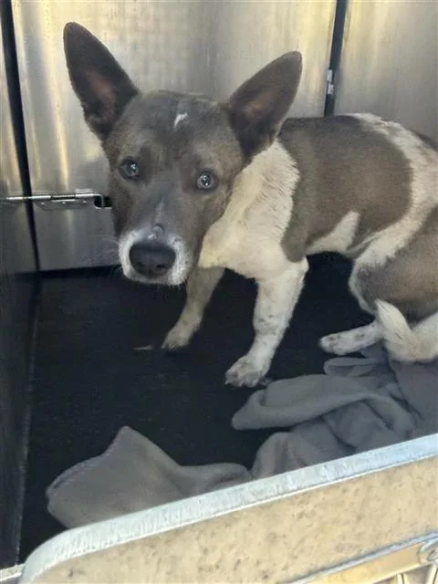 A young large-sized male American Staffordshire Terrier dog named Maxwell for adoption in San Antonio, TX
