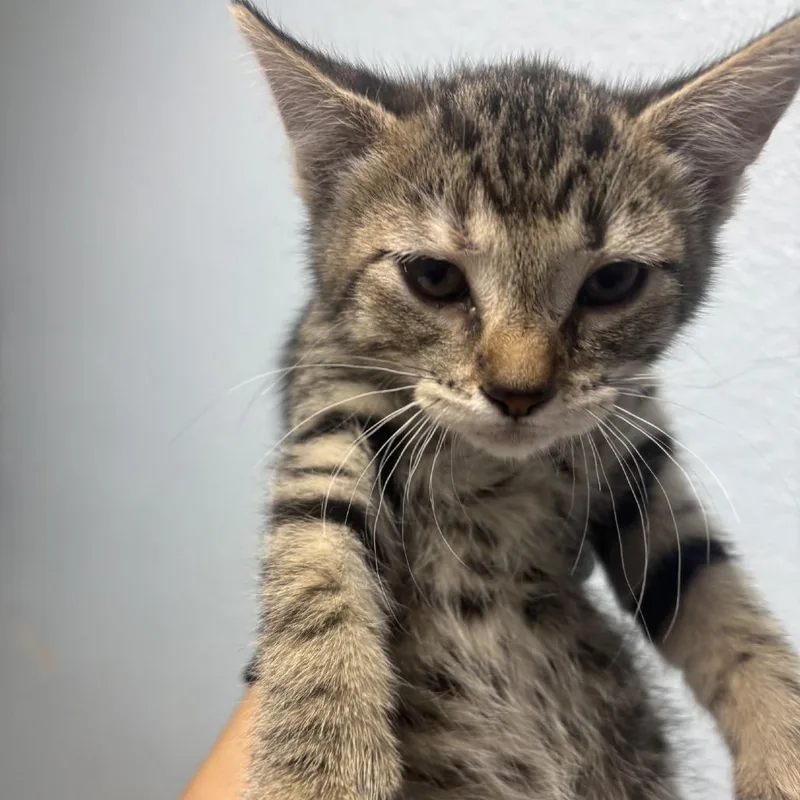 A baby small-sized female Gray / Blue / Silver Domestic Short Hair cat named Brownie Boo for adoption in Riverside, CA