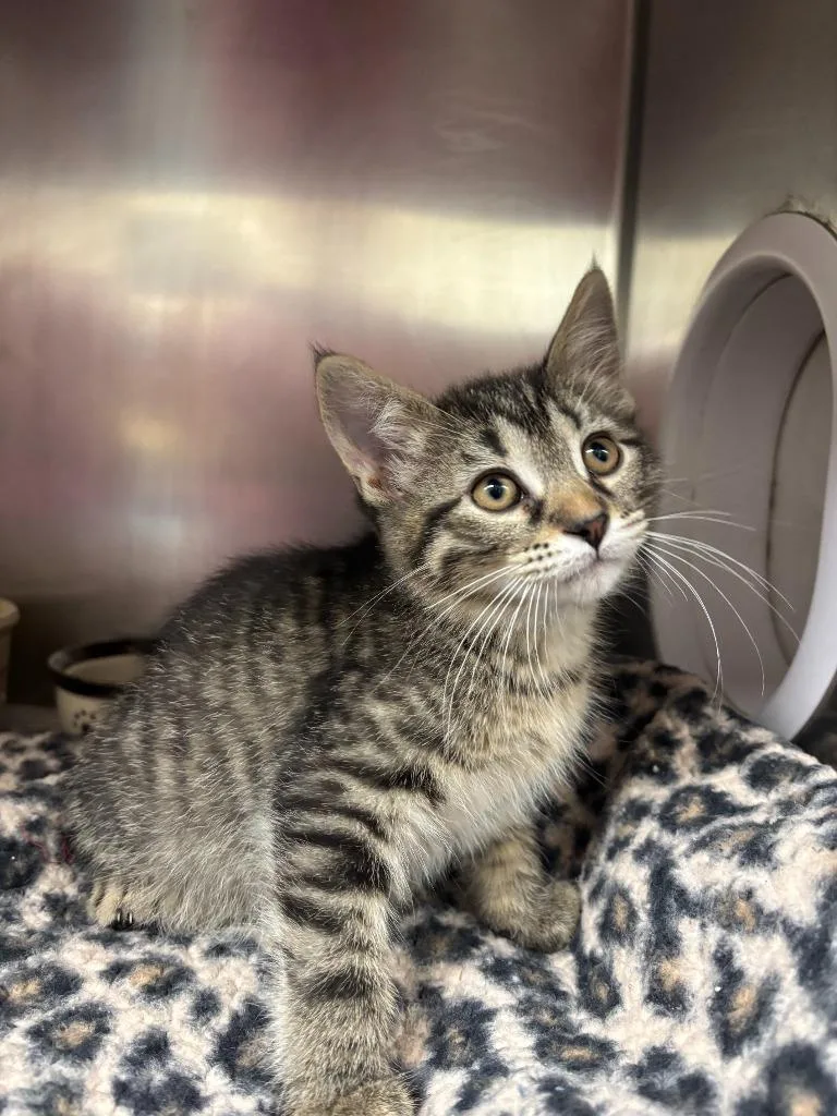 A baby medium-sized female American Shorthair cat named Baker for adoption in Findlay, OH