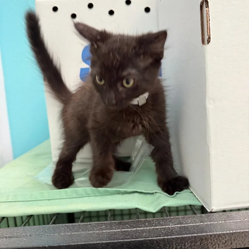 A baby small-sized male Black Domestic Medium Hair cat named Jackson for adoption in Hawthorne, CA
