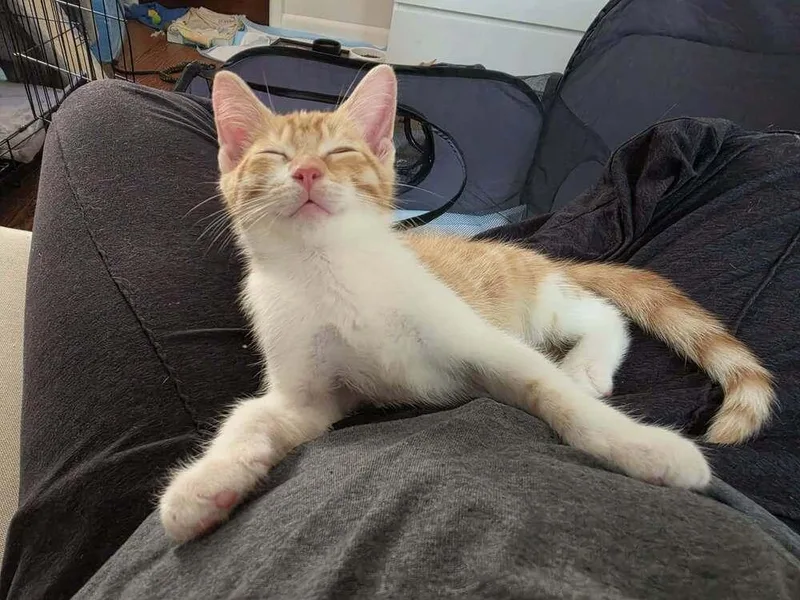 A baby small-sized male Orange & White Domestic Short Hair cat named Declan for adoption in Chicago, IL