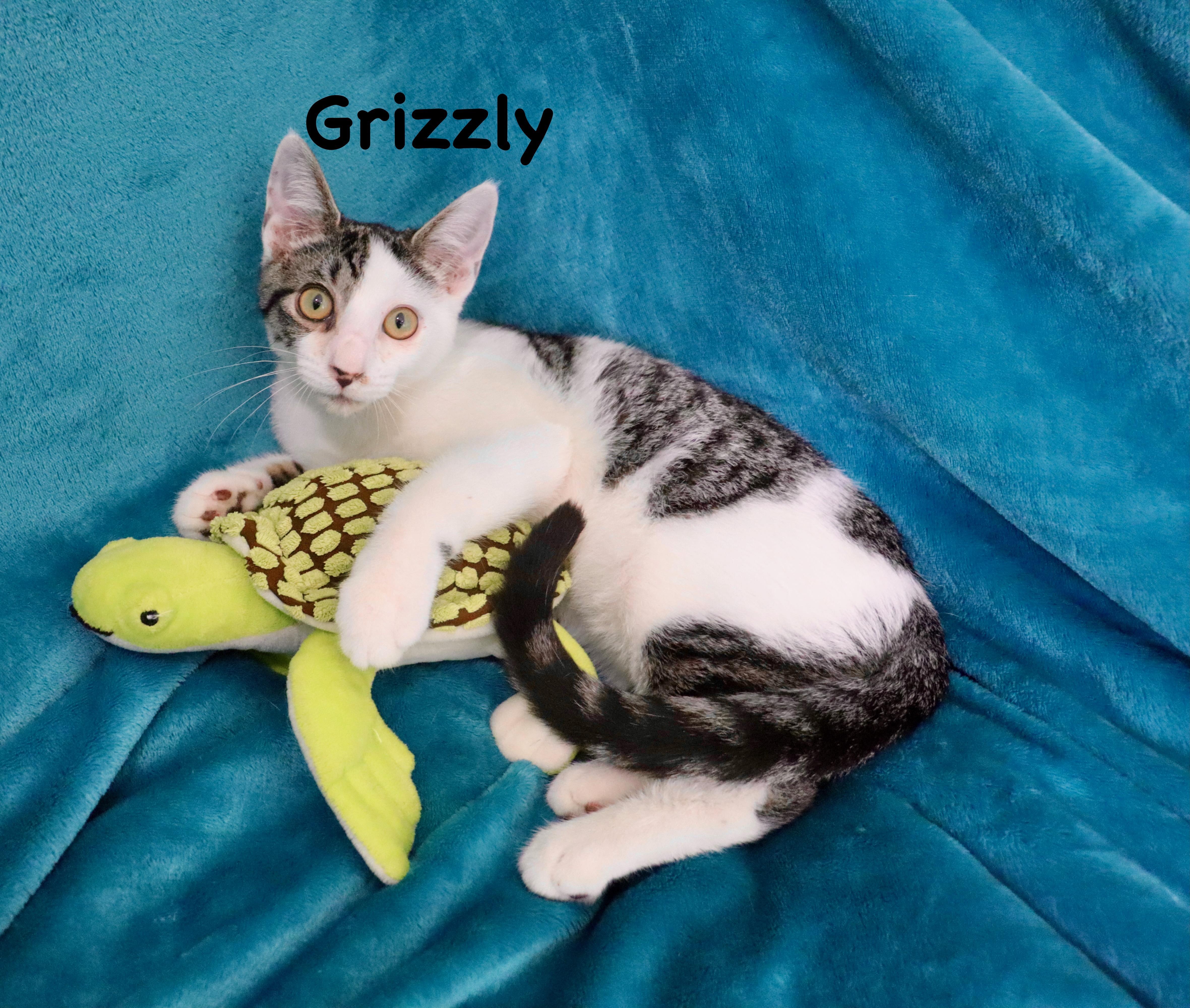 Grizzly thumbnail 2
