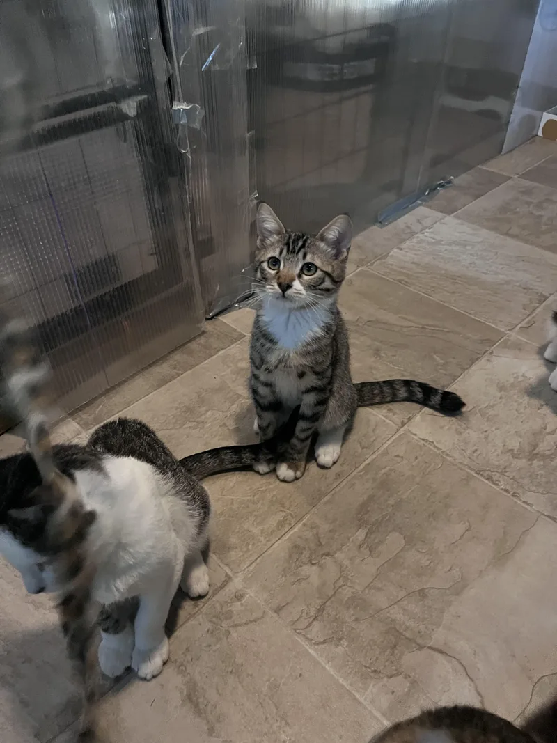 A baby small-sized male Domestic Short Hair cat named Muffin for adoption in Eugene, OR