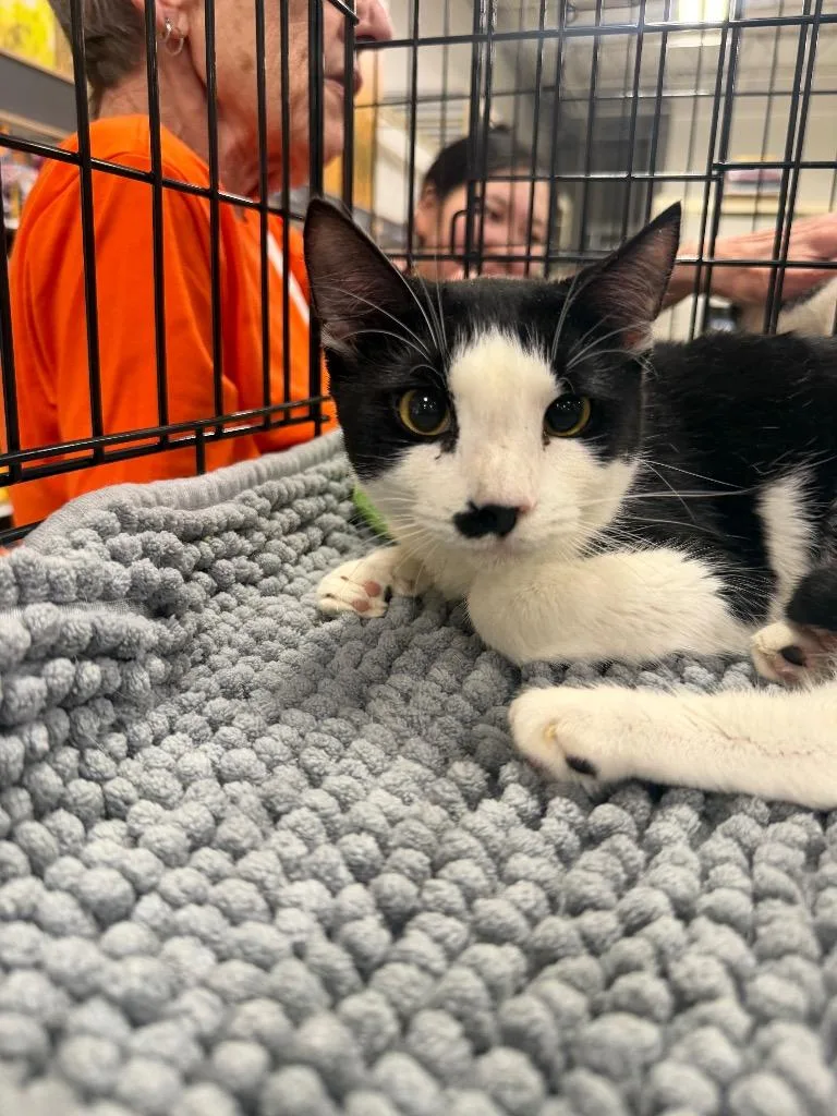 A young large-sized female Domestic Short Hair cat named Sissy for adoption in warrenville, SC