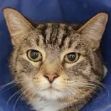 An adult large-sized male Tabby (Brown / Chocolate) Domestic Short Hair cat named Louz for adoption in Hilliard, OH