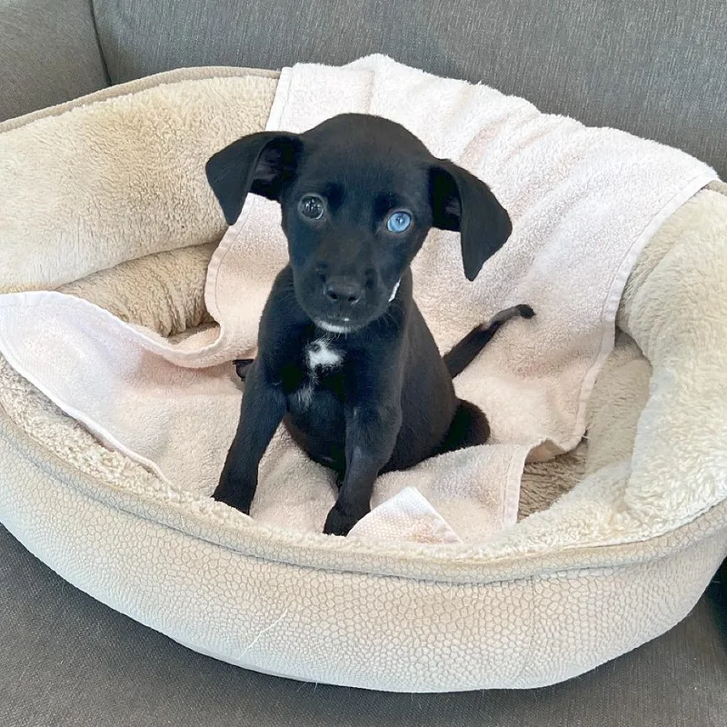 A baby medium-sized female Black Labrador Retriever dog named Penny for adoption in Flower Mound, TX