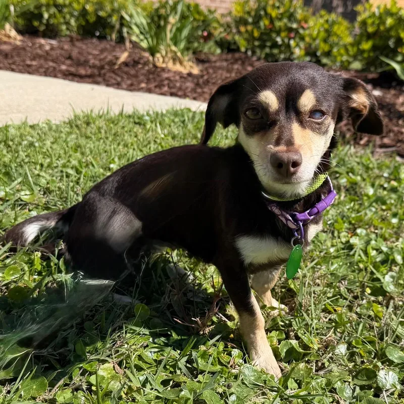 Bunny Bun Bun thumbnail 2