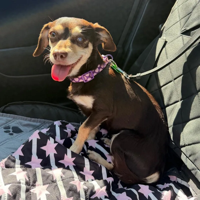 Bunny Bun Bun thumbnail 4