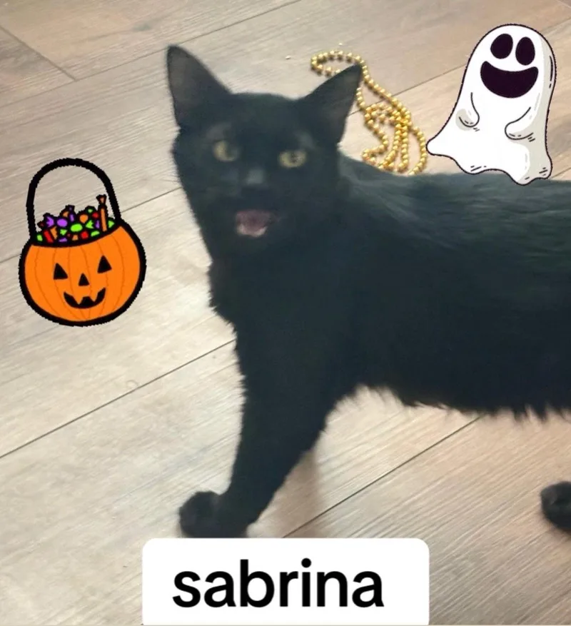 A young medium-sized female Domestic Medium Hair cat named Sabrina for adoption in Reno, NV