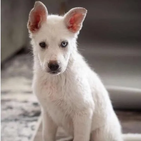 A baby large-sized female White / Cream Shepherd dog named Princess for adoption in Nampa, ID