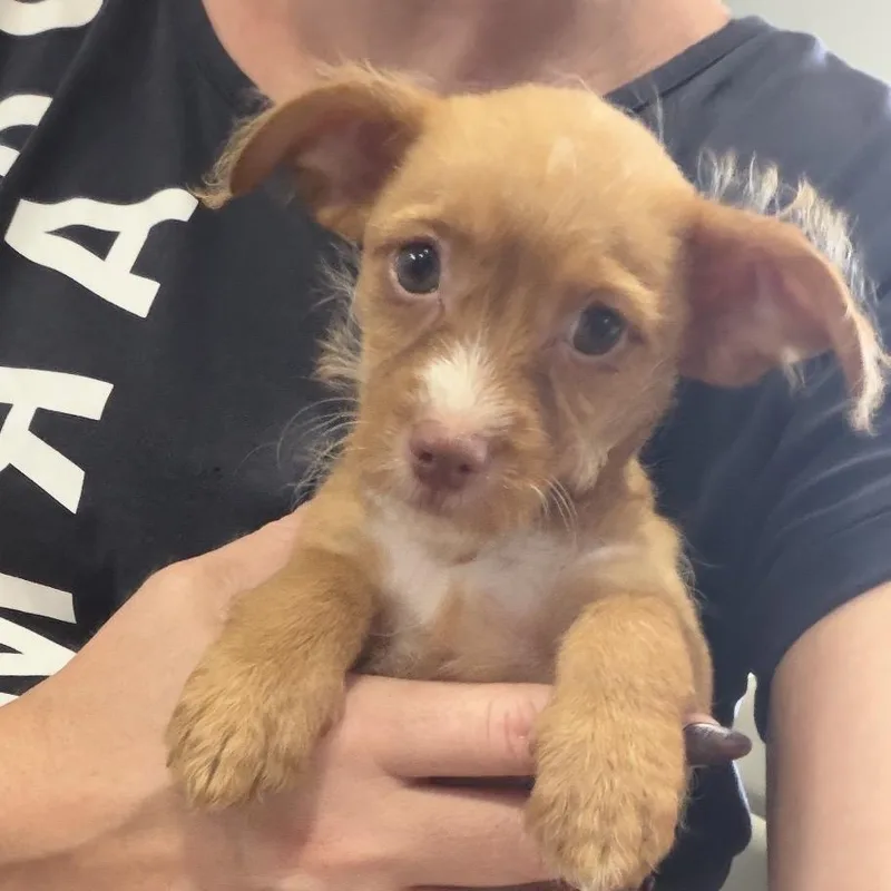 A baby small-sized female Yellow / Tan / Blond / Fawn Terrier dog named Arugula for adoption in North Port, FL