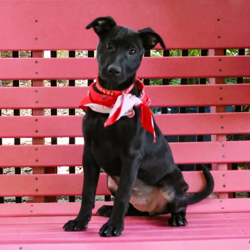 A baby small-sized female Black Labrador Retriever dog named Bonifieur for adoption in Wake Forest, NC