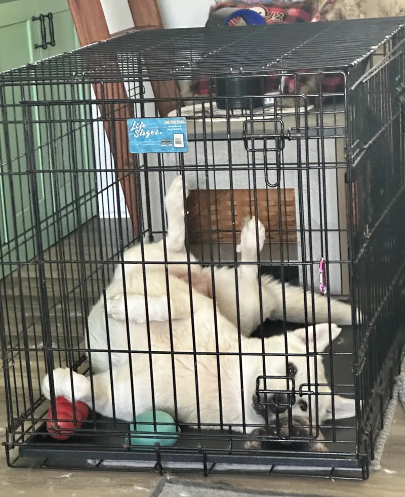 A young medium-sized female White / Cream White German Shepherd dog named Adira for adoption in Silver Spring, MD