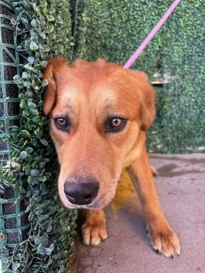 An adult large-sized male Brown / Chocolate Golden Retriever dog named Eeyore for adoption in El Paso, TX