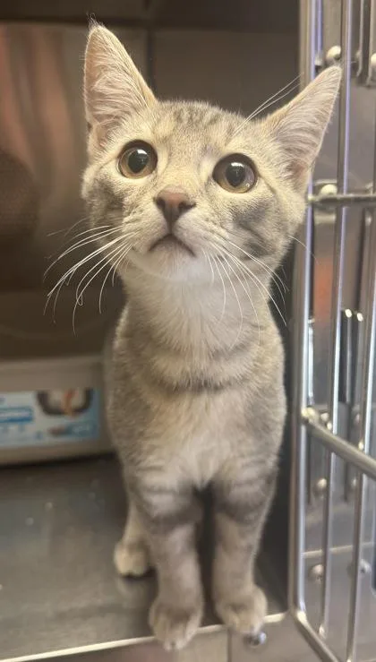 A baby small-sized male Domestic Short Hair cat named Chowder for adoption in Eugene, OR