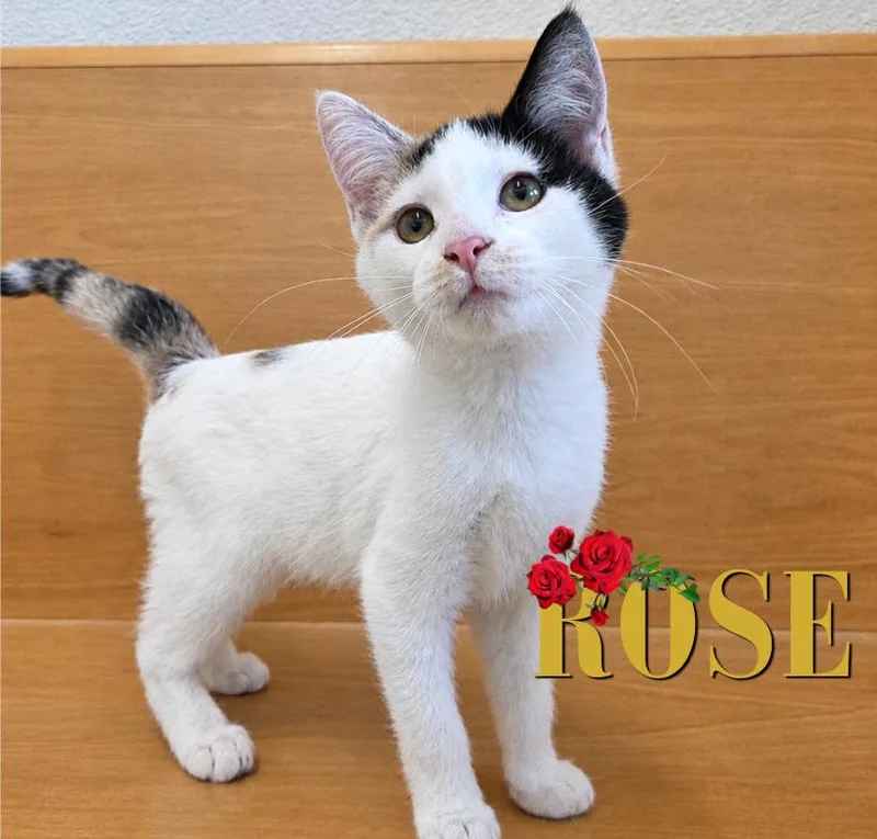 A baby medium-sized female Calico Domestic Short Hair cat named Rose for adoption in Nevada, IA