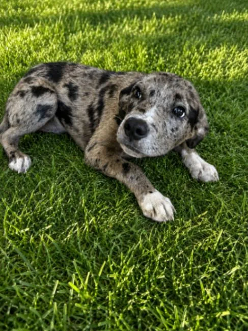 A baby medium-sized female Gray / Blue / Silver Catahoula Leopard Dog dog named Maeve for adoption in Boulder, CO