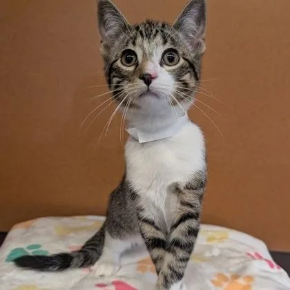 A baby small-sized female Tabby (Brown / Chocolate) Domestic Short Hair cat named Violet for adoption in Rochester, MN
