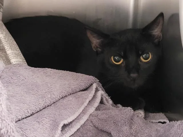 A young large-sized female Domestic Short Hair cat named A for adoption in San Pedro, CA