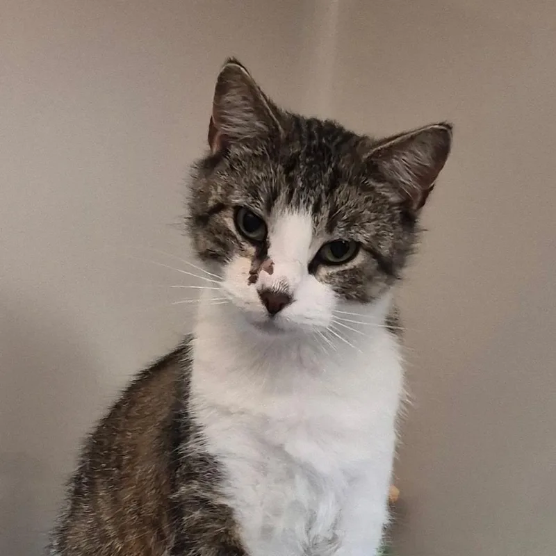 A young medium-sized male Tabby (Brown / Chocolate) Domestic Short Hair cat named Wilbur for adoption in Tomah, WI