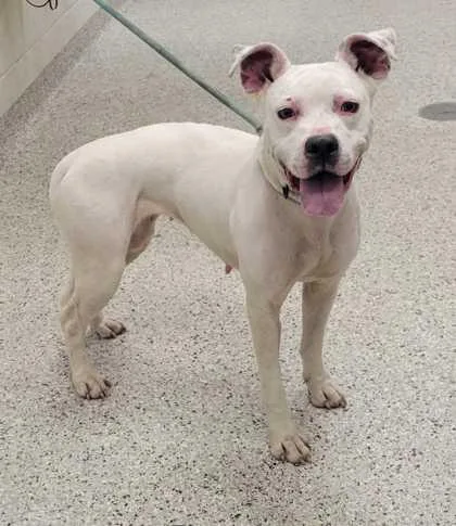 An adult medium-sized female White / Cream Pit Bull Terrier dog named Babushka for adoption in Kansas City, MO