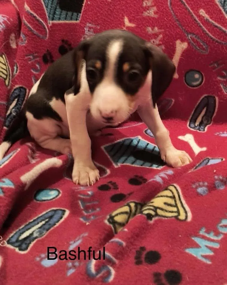 Bashful