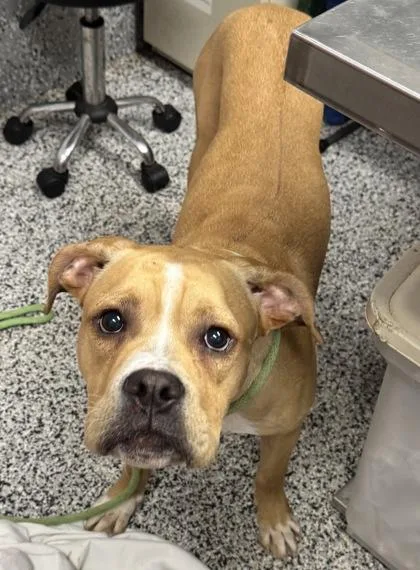 An adult large-sized male Mixed Breed dog named Pumba for adoption in West Chester, PA