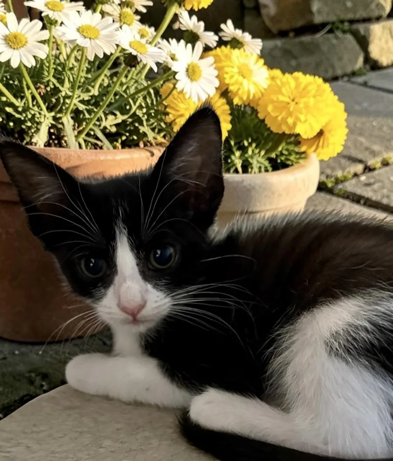 A baby small-sized female Black & White / Tuxedo Domestic Short Hair cat named Angel for adoption in Los Angeles, CA