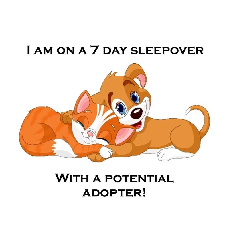 An adult small-sized male Yellow / Tan / Blond / Fawn Chihuahua dog named Zen D for adoption in Lebanon, TN