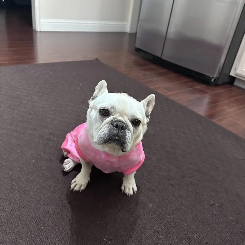 An adult small-sized female French Bulldog dog named Gigi for adoption in Turlock, CA
