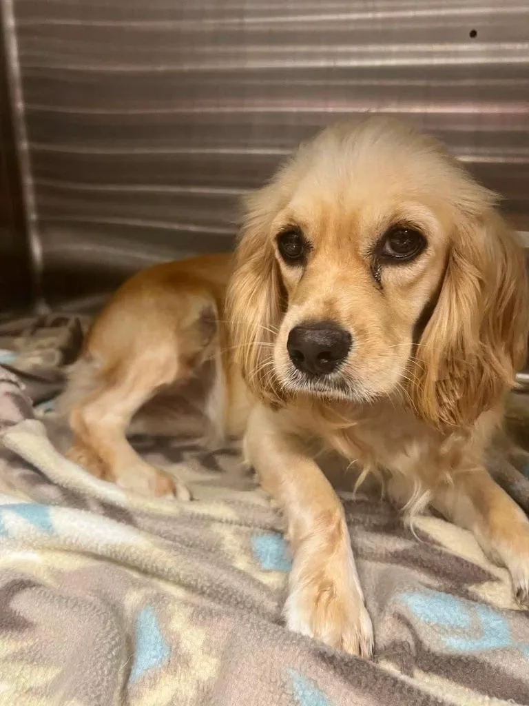 A young small-sized female Cocker Spaniel dog named Lucille for adoption in Austin, TX