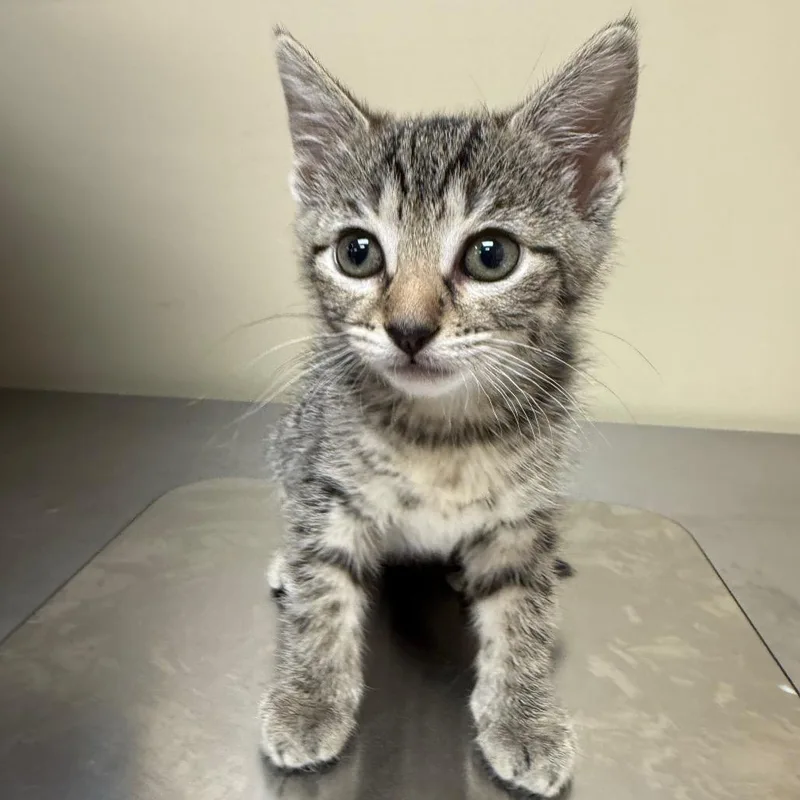 A baby small-sized female Brown / Chocolate Domestic Short Hair cat named Sienna for adoption in Birmingham, AL