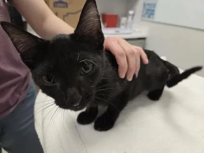 A baby medium-sized male Black Domestic Short Hair cat named Dance Inside for adoption in Kansas City, MO