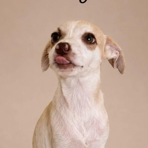 A baby medium-sized female White / Cream Labrador Retriever dog named Aracelys for adoption in New York, NY