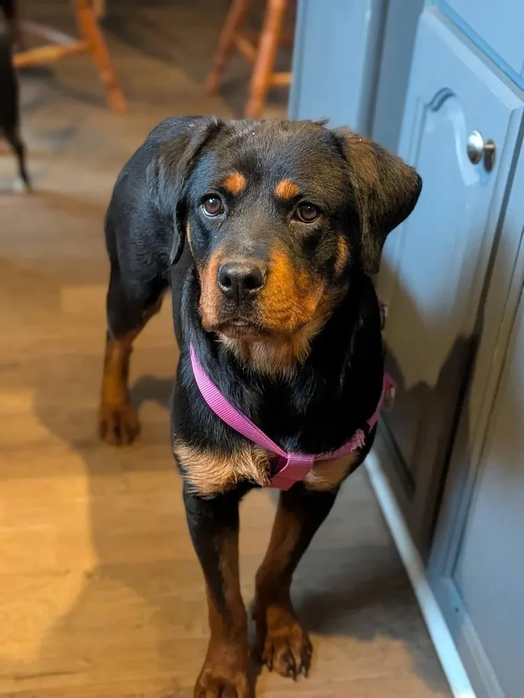 A baby small-sized female Rottweiler dog named Leia for adoption in Statesville, NC