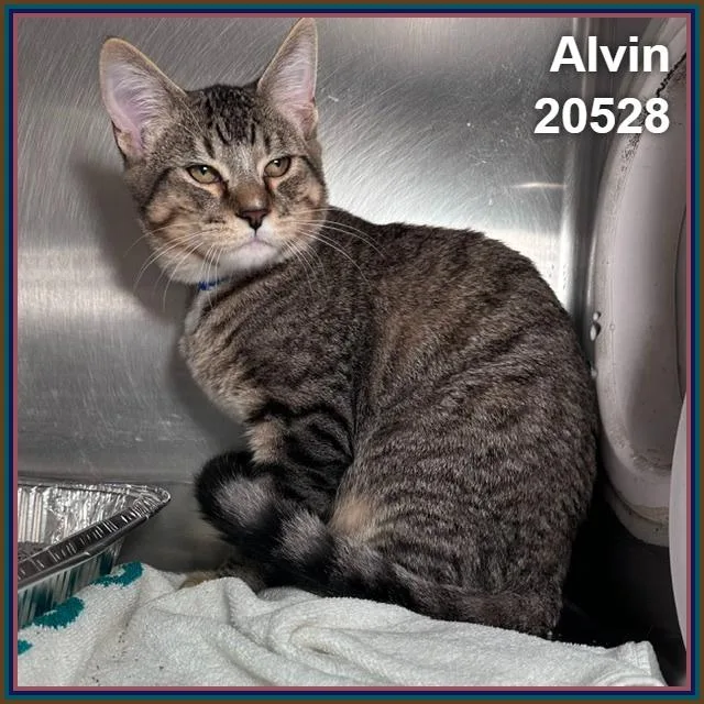 A baby medium-sized male Tabby (Brown / Chocolate) Domestic Short Hair cat named Alvin for adoption in Marietta, GA