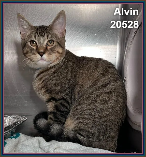 Alvin thumbnail 3