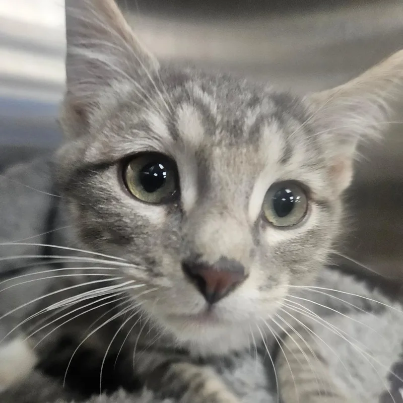 A baby small-sized male Gray / Blue / Silver Domestic Short Hair cat named Sorbet for adoption in Grantsville, UT