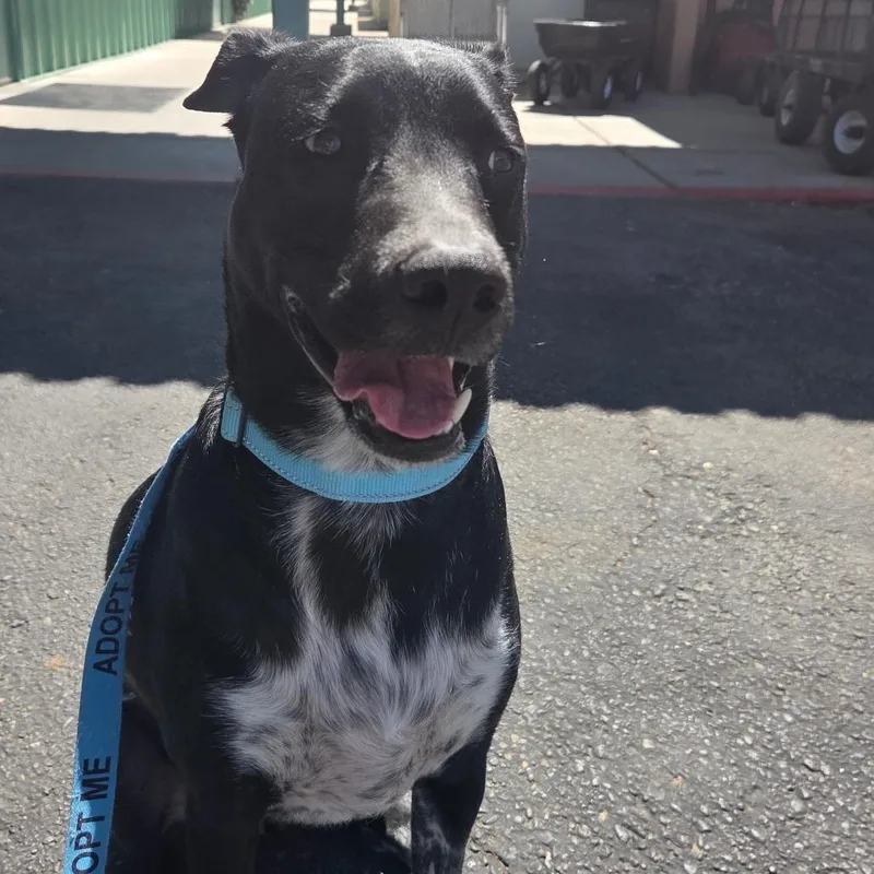 An adult large-sized male Black Cattle Dog dog named Khuno for adoption in Albuquerque, NM
