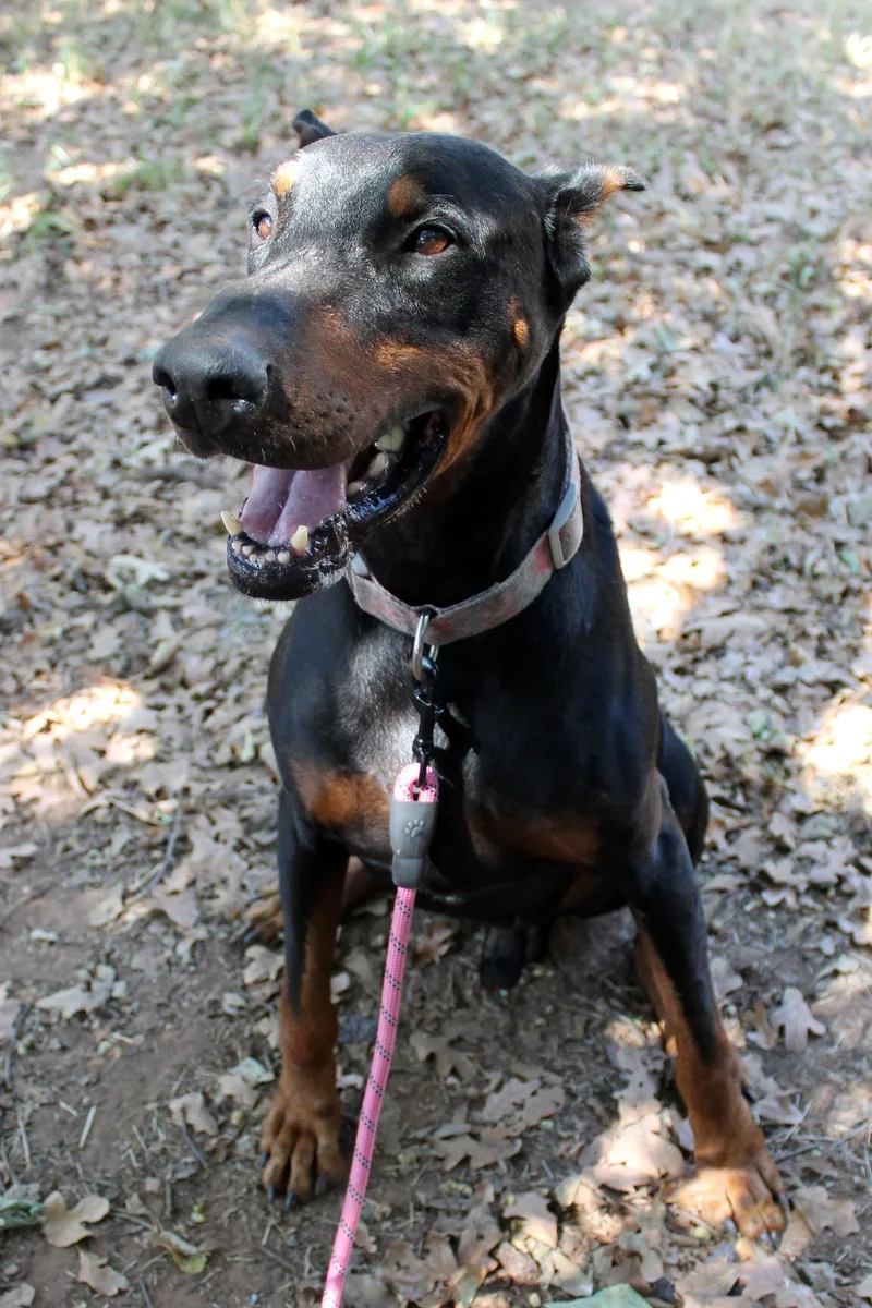 An adult large-sized male Bicolor Doberman Pinscher dog named Tex for adoption in Guthrie, OK