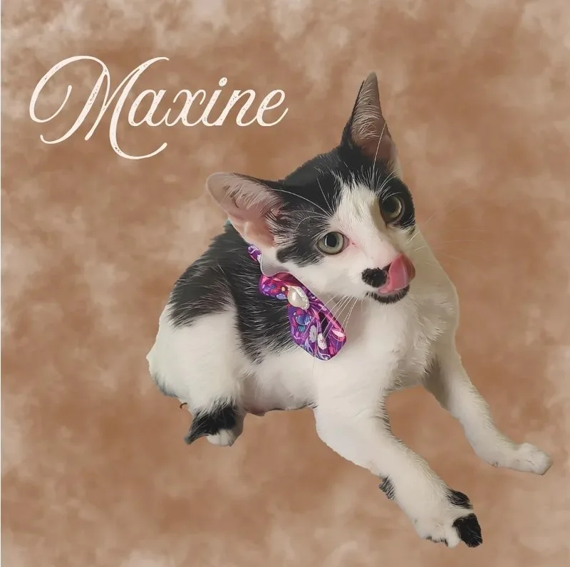 A baby medium-sized female Domestic Short Hair cat named Maxine for adoption in Mountain Home, AR