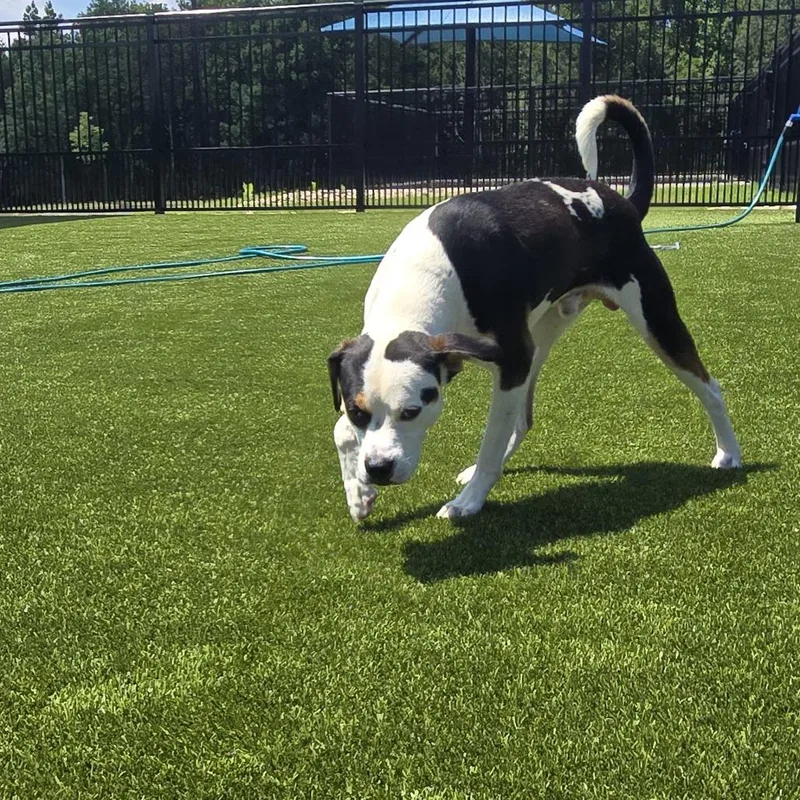 A young medium-sized male Black Mixed Breed dog named Diesel for adoption in Greenville, SC