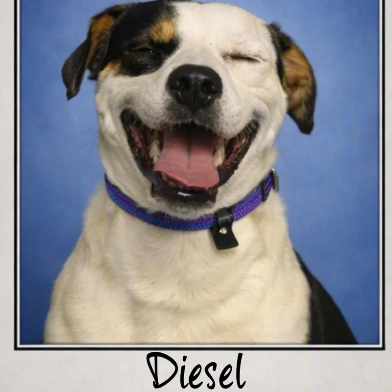 Diesel thumbnail 5